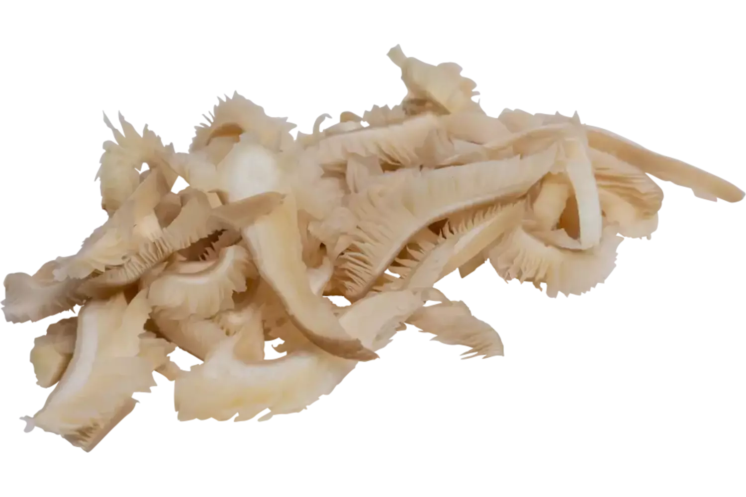 Oesterzwam 8mm bulk kist 4 kilogram
